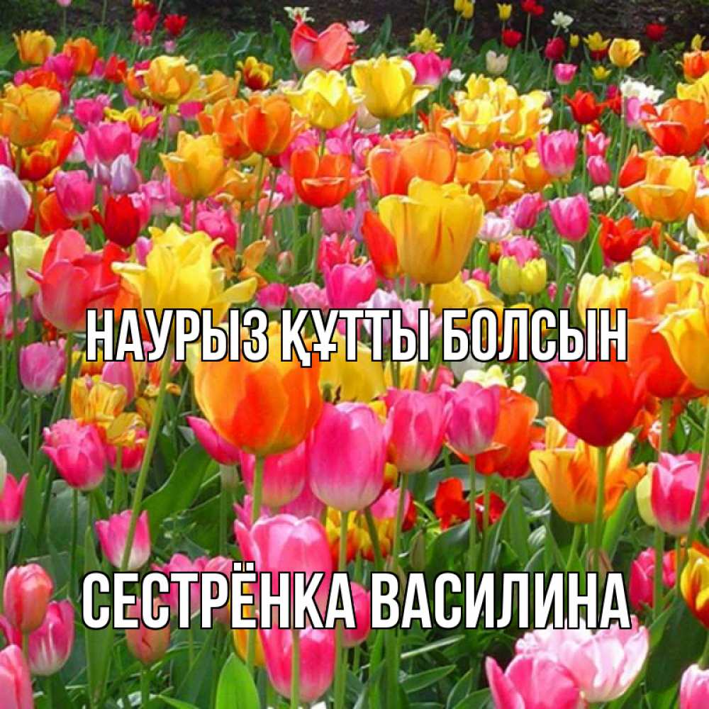 Открытка на каждый день с именем, Сестрёнка-Василина Наурыз құтты болсын на наурыз  ура ура Прикольная открытка с пожеланием онлайн скачать бесплатно 