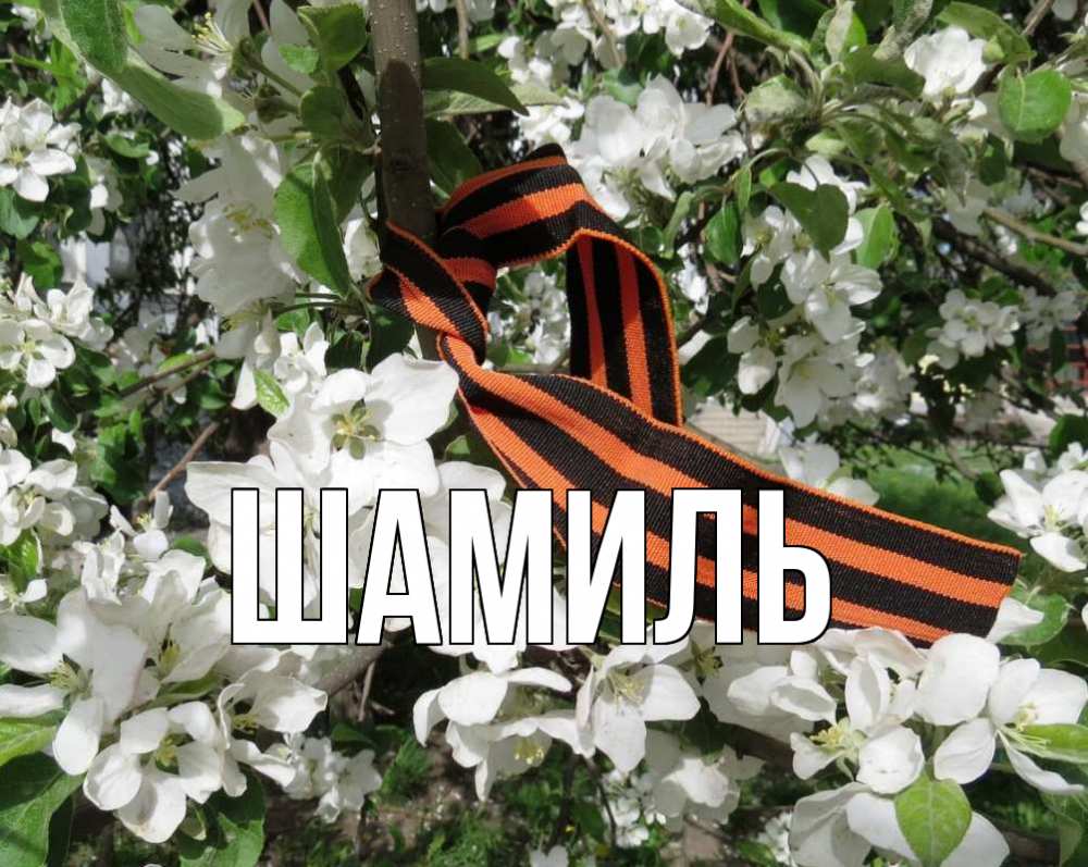 Открытка на каждый день с именем, Шамиль Главная 9 мая Прикольная открытка с пожеланием онлайн скачать бесплатно 