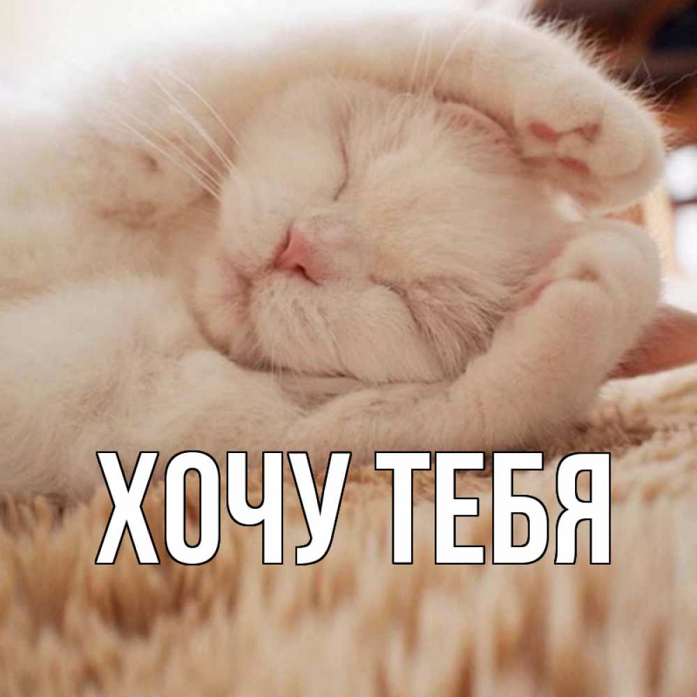 Открытка на каждый день с именем, Хочу-тебя Главная белый кот Прикольная открытка с пожеланием онлайн скачать бесплатно 