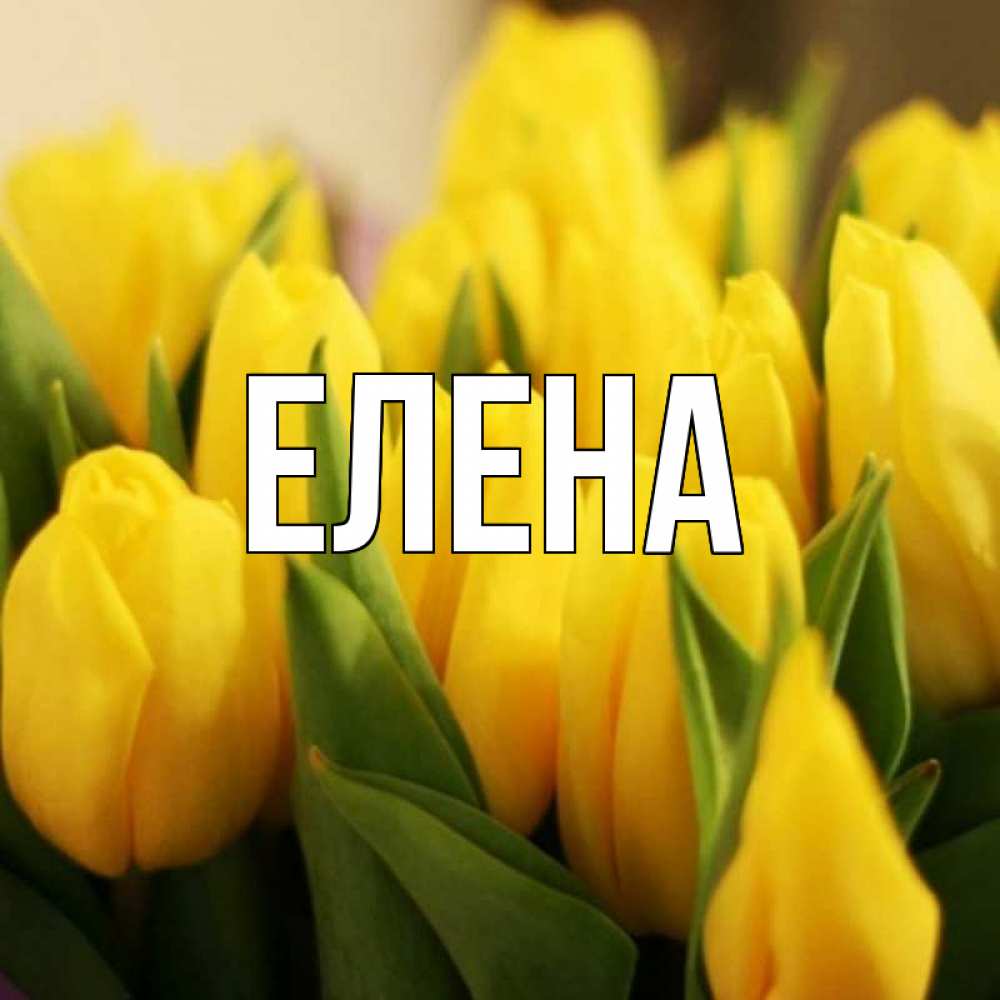 Открытка на каждый день с именем, Елена Главная цветы Прикольная открытка с пожеланием онлайн скачать бесплатно 