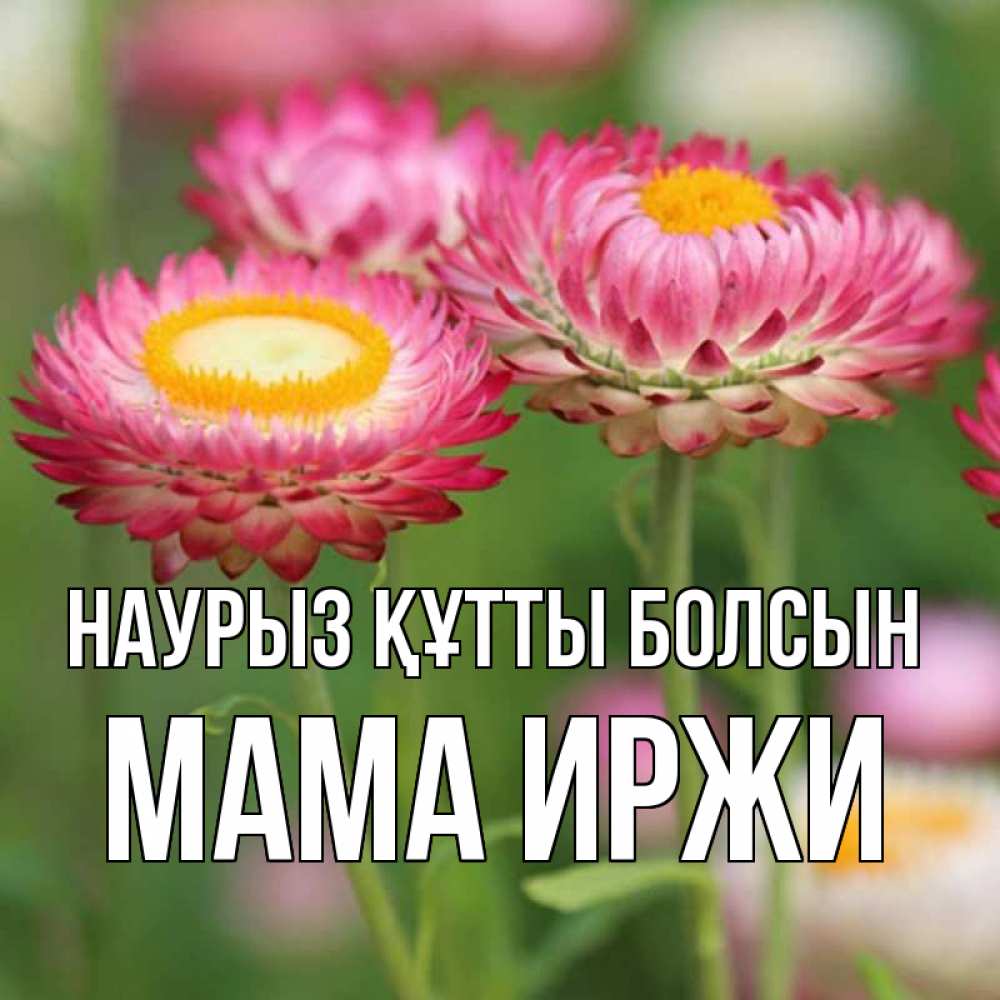 Открытка на каждый день с именем, Мама-Иржи Наурыз құтты болсын подарок на международный женский день Прикольная открытка с пожеланием онлайн скачать бесплатно 