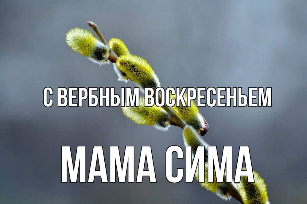 Открытка на каждый день с именем, Мама-Сима С вербным воскресеньем верба Прикольная открытка с пожеланием онлайн скачать бесплатно 