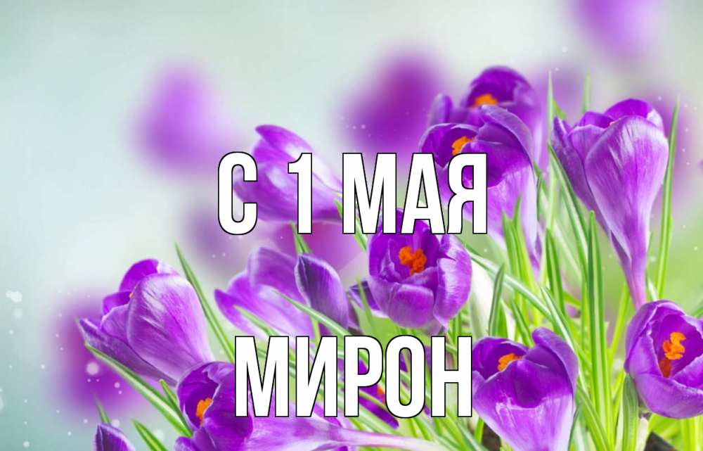 Открытка на каждый день с именем, Мирон С 1 мая 1 мая Прикольная открытка с пожеланием онлайн скачать бесплатно 