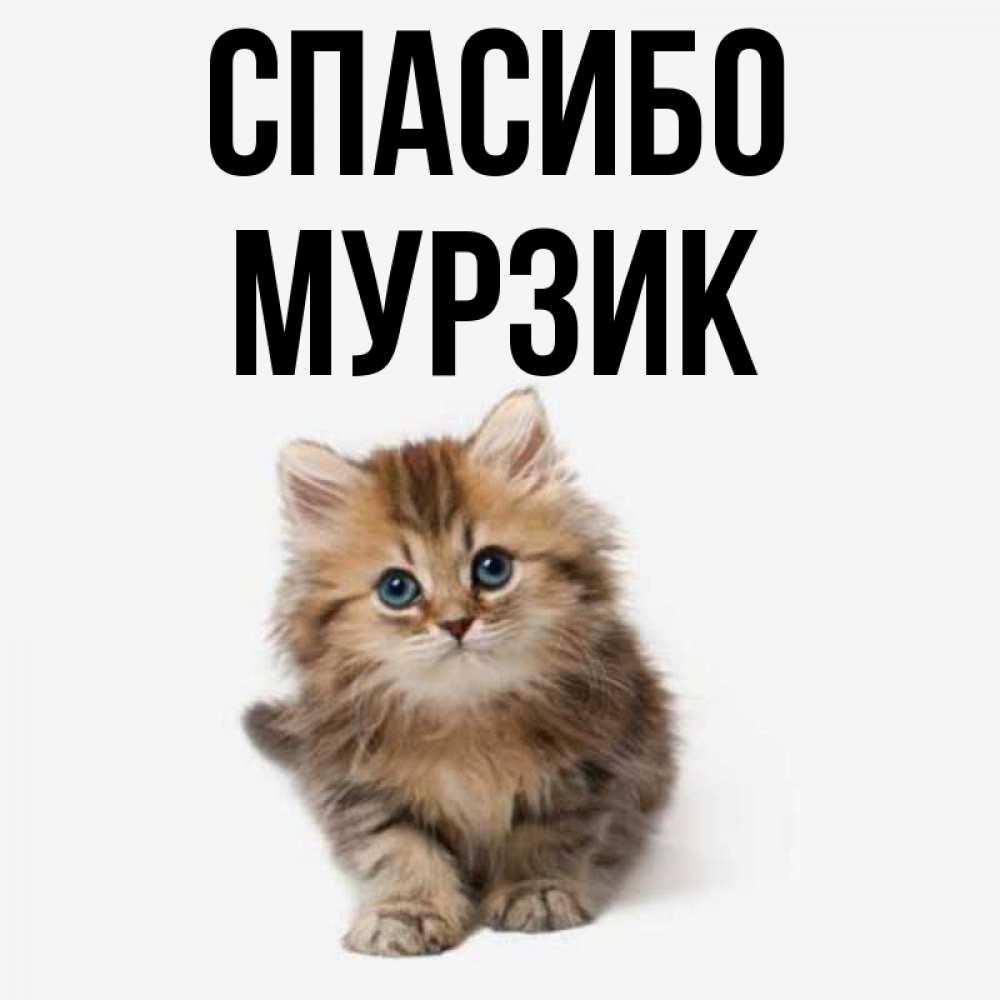 Мой Мурзик Картинки