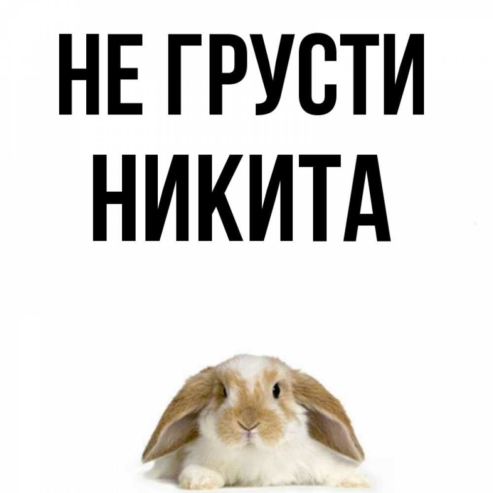 Открытка на каждый день с именем, Никита Не грусти коричнево белый заяц с большими ушками Прикольная открытка с пожеланием онлайн скачать бесплатно 