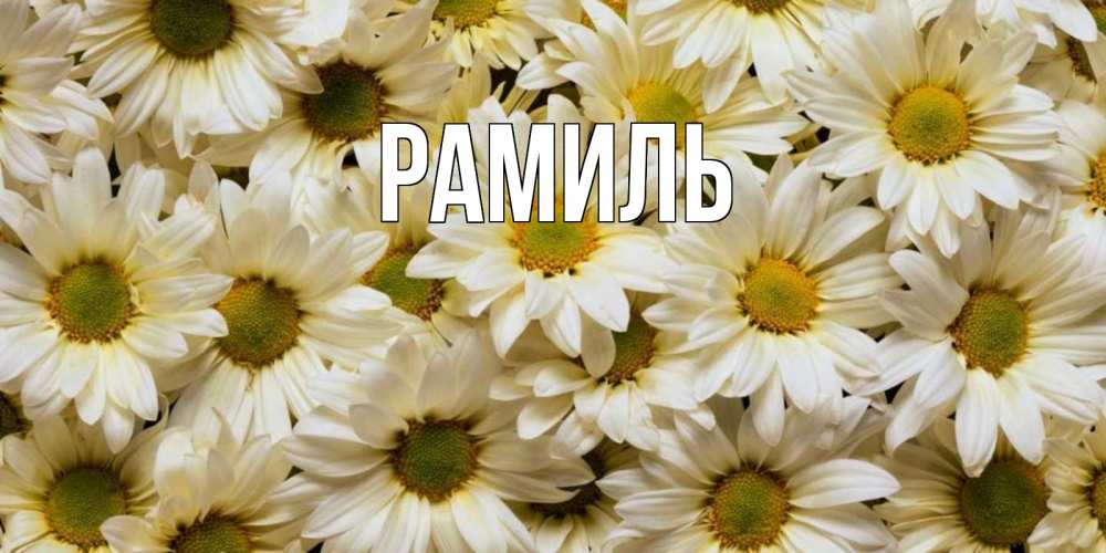 Открытка на каждый день с именем, Рамиль Главная крупные ромашки Прикольная открытка с пожеланием онлайн скачать бесплатно 