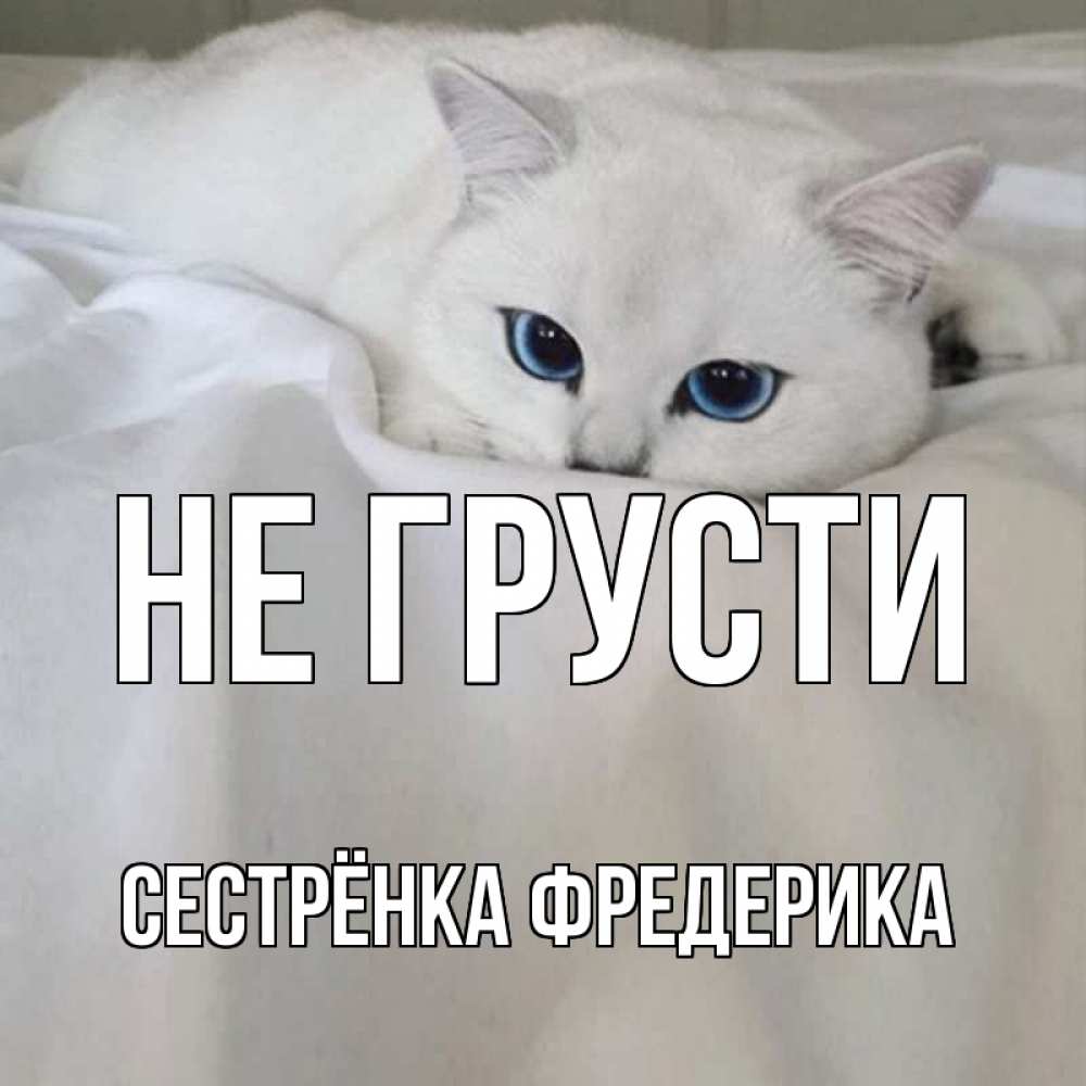 Открытка на каждый день с именем, Сестрёнка-Фредерика Не грусти белый кот с голубыми глазами на белоснежной кровати Прикольная открытка с пожеланием онлайн скачать бесплатно 