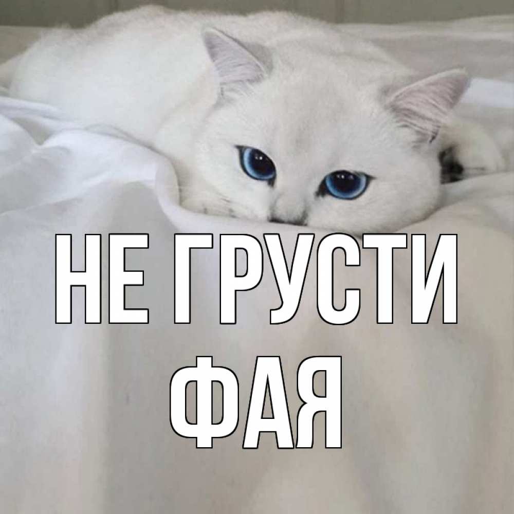 Открытка на каждый день с именем, Фая Не грусти белый кот с голубыми глазами на белоснежной кровати Прикольная открытка с пожеланием онлайн скачать бесплатно 