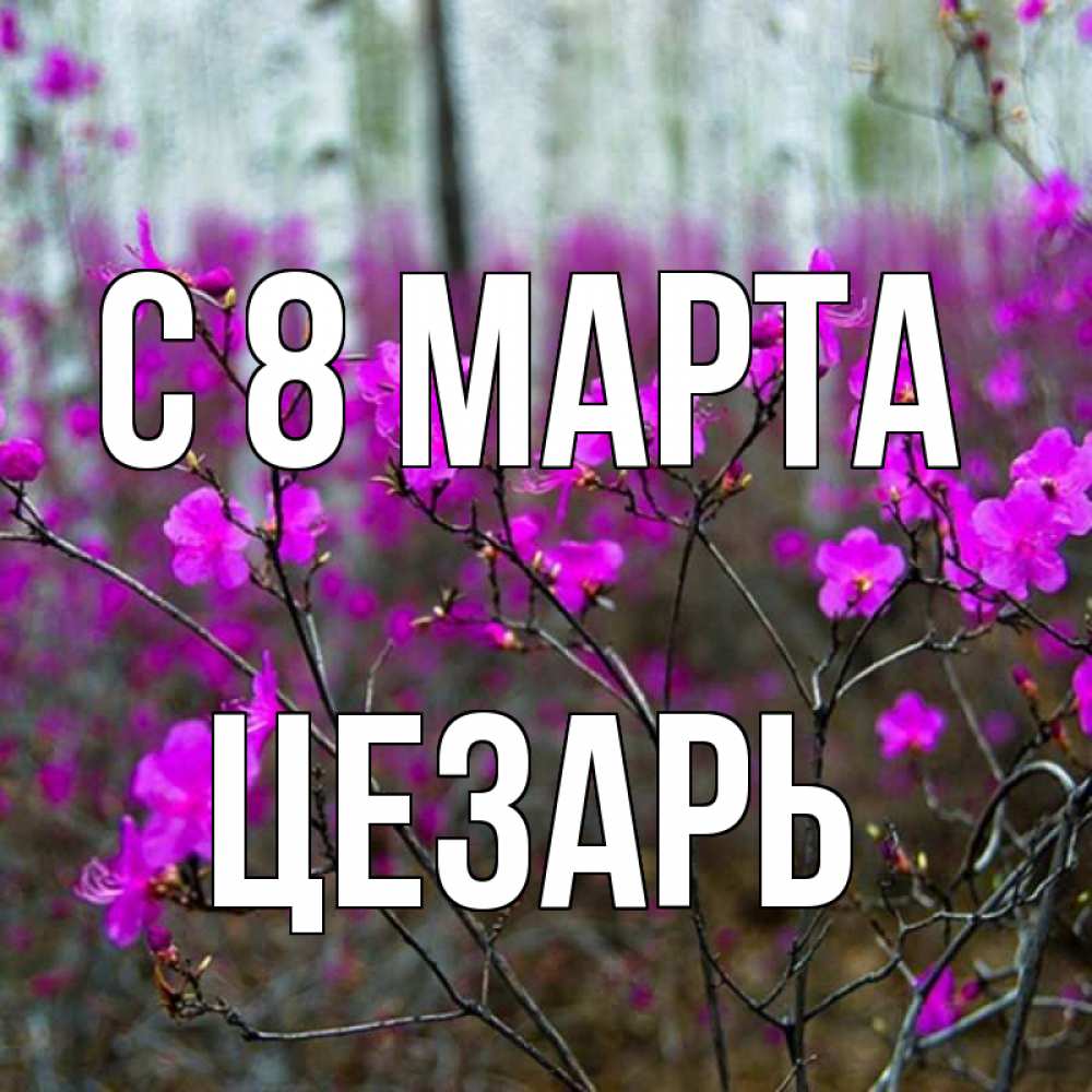 Открытка на каждый день с именем, Цезарь С 8 МАРТА дикие цветы Прикольная открытка с пожеланием онлайн скачать бесплатно 