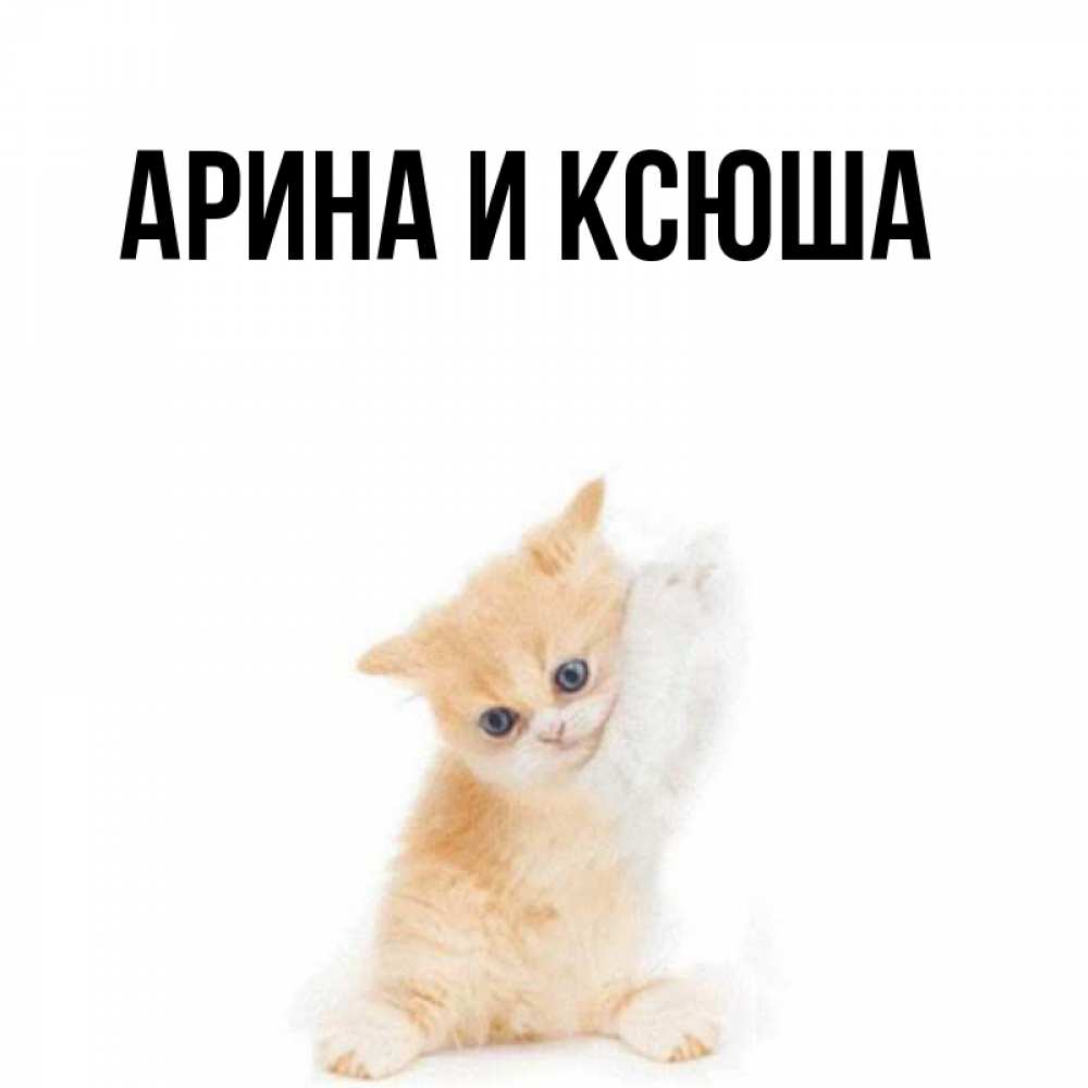 Открытка на каждый день с именем, Арина-и-Ксюша Главная просящий кот Прикольная открытка с пожеланием онлайн скачать бесплатно 