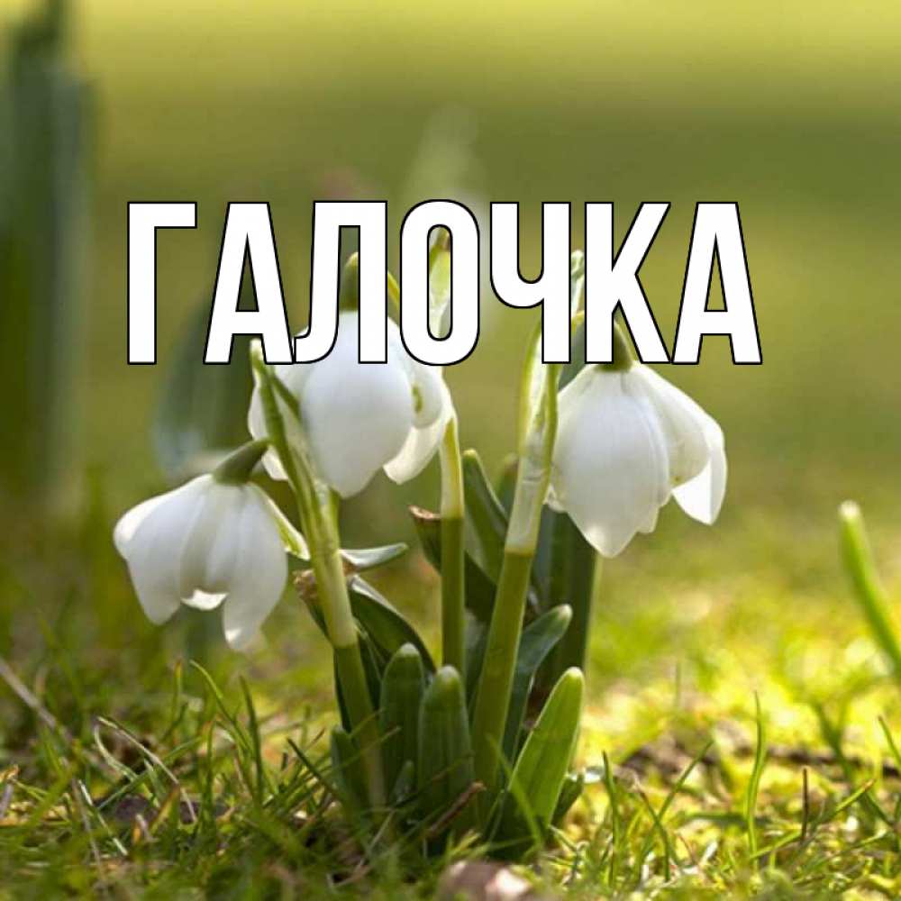 Открытка на каждый день с именем, Галочка Главная ранние цветы 2 Прикольная открытка с пожеланием онлайн скачать бесплатно 