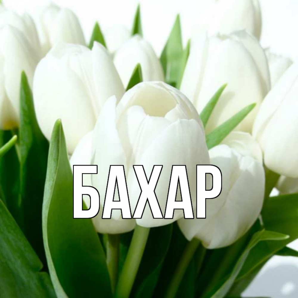 Открытка на каждый день с именем, Бахар Главная открытки на каждый день по именам Прикольная открытка с пожеланием онлайн скачать бесплатно 