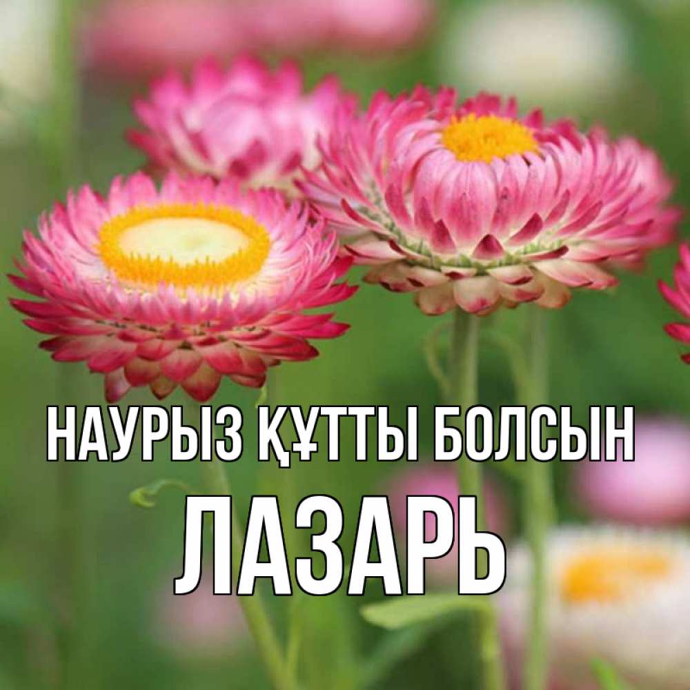 Открытка на каждый день с именем, Лазарь Наурыз құтты болсын подарок на международный женский день Прикольная открытка с пожеланием онлайн скачать бесплатно 