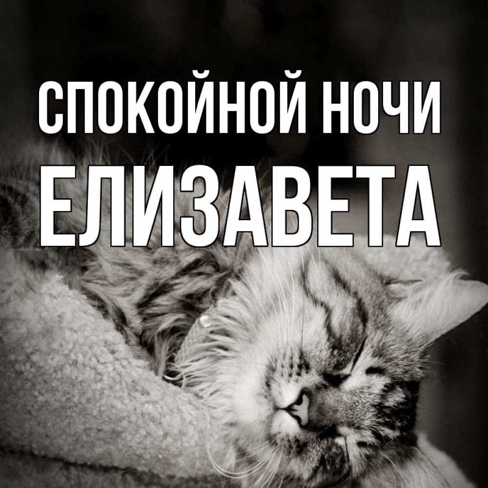 Открытка на каждый день с именем, Елизавета Спокойной ночи котярик пушистый Прикольная открытка с пожеланием онлайн скачать бесплатно 