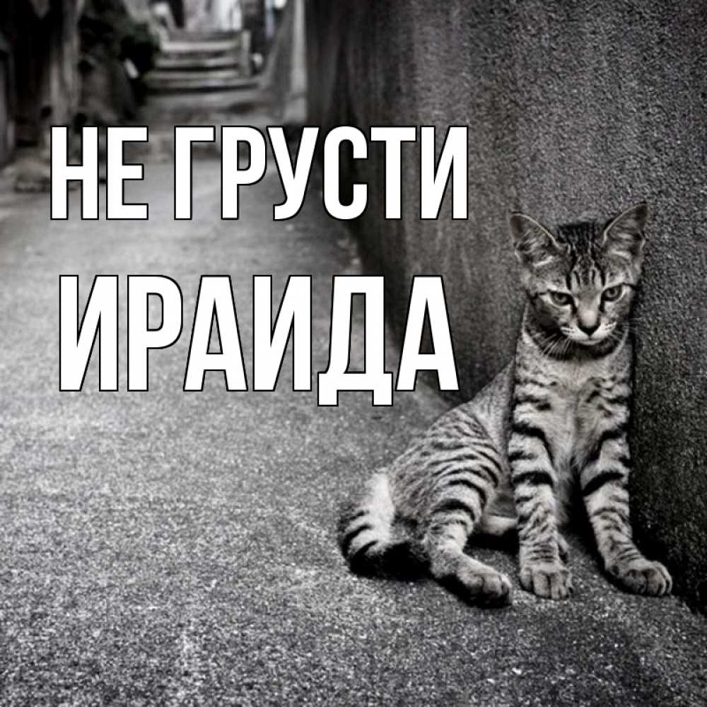 Открытка на каждый день с именем, Ираида Не грусти скучающий котик Прикольная открытка с пожеланием онлайн скачать бесплатно 