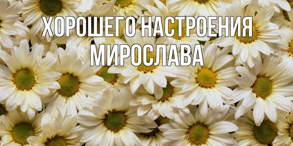 Открытка на каждый день с именем, Мирослава Хорошего настроения крупные ромашки Прикольная открытка с пожеланием онлайн скачать бесплатно 
