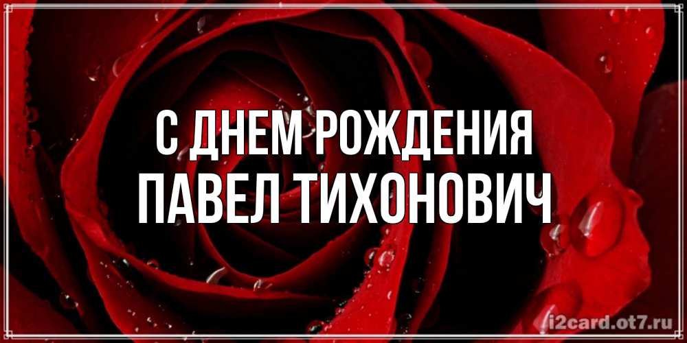 Открытка на каждый день с именем, Павел-Тихонович С днем рождения крупная бордовая роза Прикольная открытка с пожеланием онлайн скачать бесплатно 