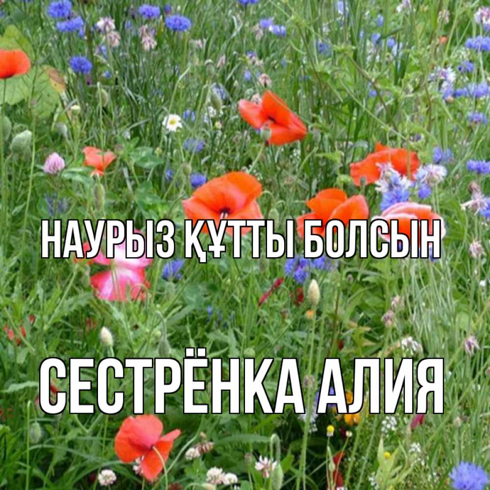 Открытка на каждый день с именем, Сестрёнка-Алия Наурыз құтты болсын наурыз  4 Прикольная открытка с пожеланием онлайн скачать бесплатно 