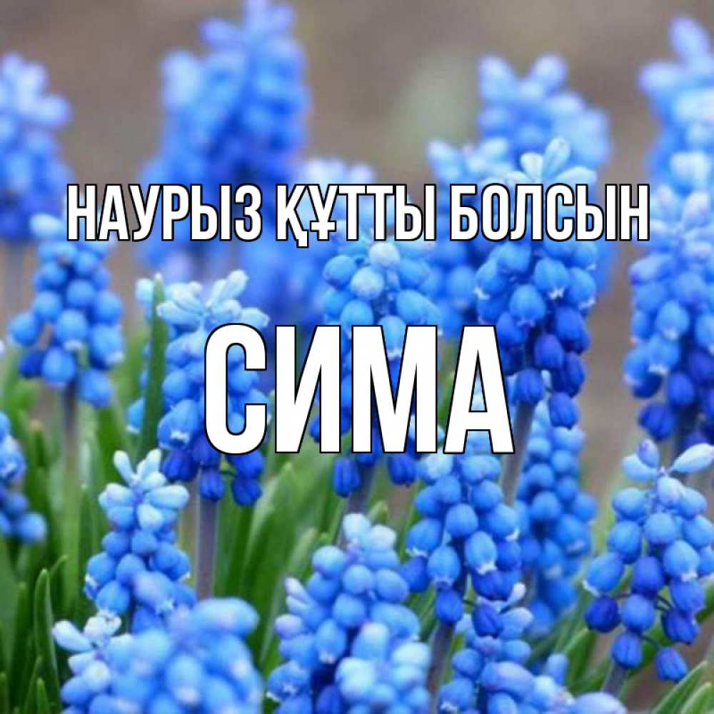 Открытка на каждый день с именем, Сима Наурыз құтты болсын Поздравительная открытка для женщин с цветами на праздничную дату Прикольная открытка с пожеланием онлайн скачать бесплатно 