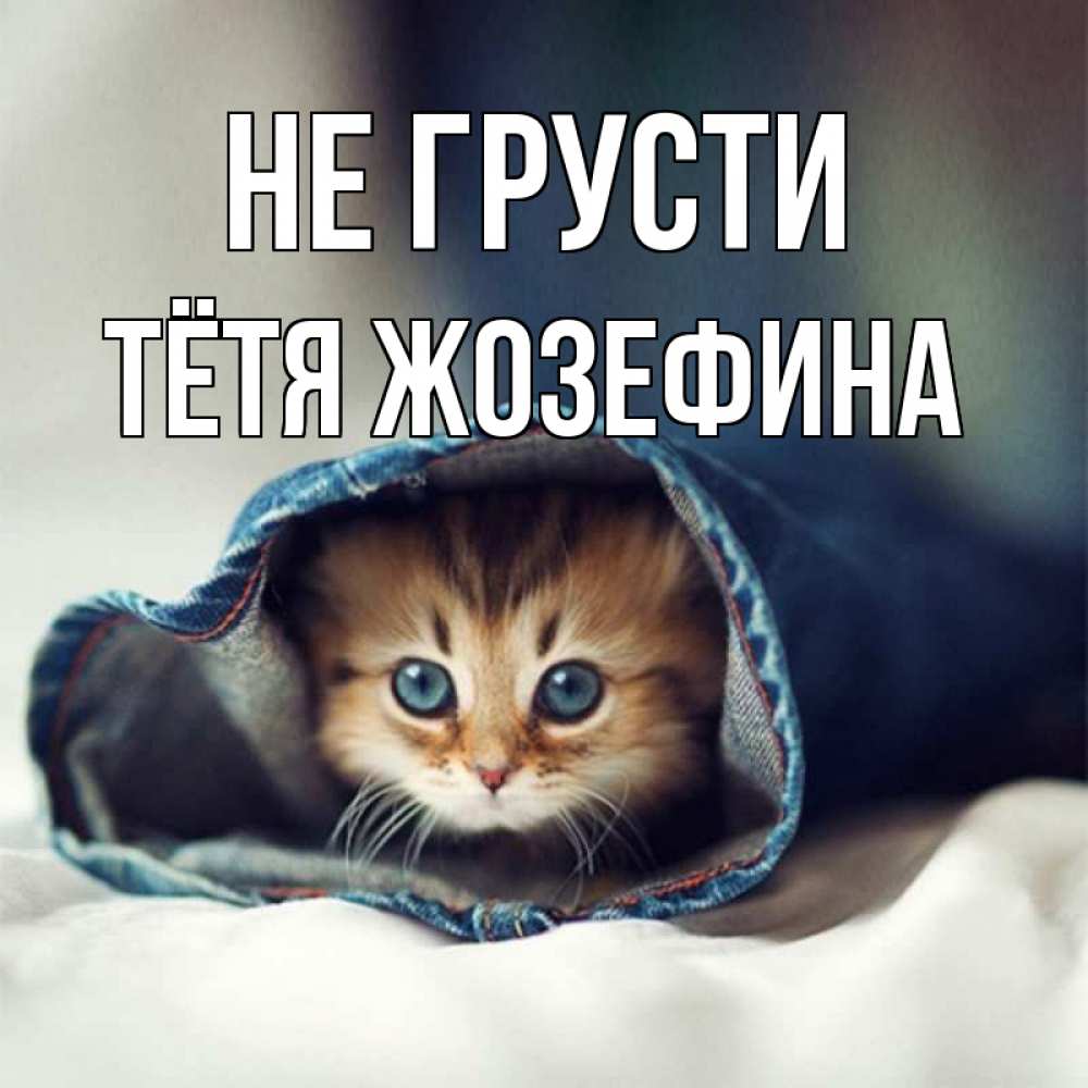 Открытка на каждый день с именем, Тётя-Жозефина Не грусти кот в одежде Прикольная открытка с пожеланием онлайн скачать бесплатно 