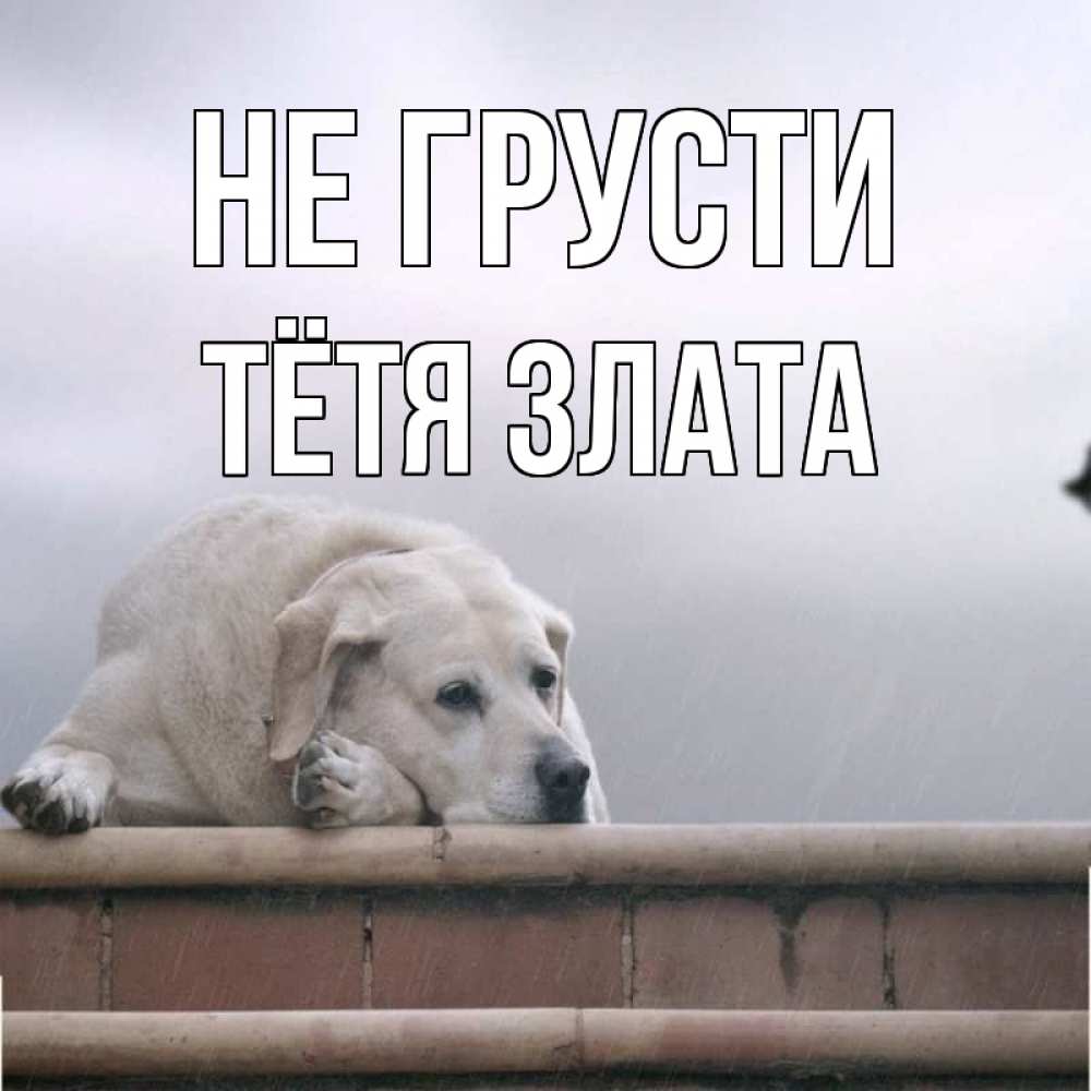 Открытка на каждый день с именем, Тётя-Злата Не грусти белый пес 1 Прикольная открытка с пожеланием онлайн скачать бесплатно 