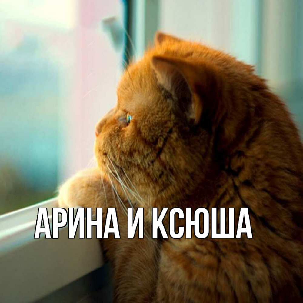 Открытка на каждый день с именем, Арина-и-Ксюша Главная большой огромный рыжий котяра Прикольная открытка с пожеланием онлайн скачать бесплатно 