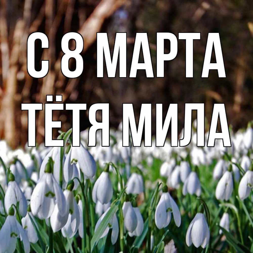 Открытка на каждый день с именем, Тётя-Мила С 8 МАРТА с подснежниками 1 Прикольная открытка с пожеланием онлайн скачать бесплатно 