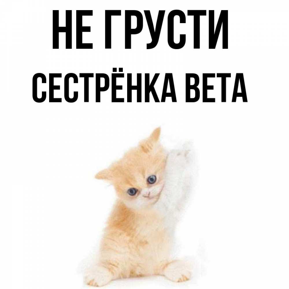Открытка на каждый день с именем, Сестрёнка-Вета Не грусти просящий кот Прикольная открытка с пожеланием онлайн скачать бесплатно 