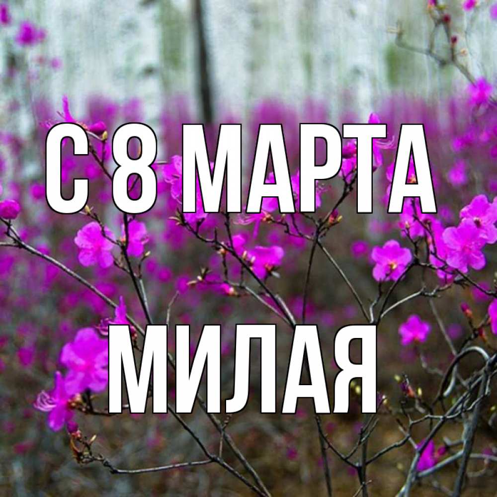 Открытка на каждый день с именем, Милая С 8 МАРТА дикие цветы Прикольная открытка с пожеланием онлайн скачать бесплатно 