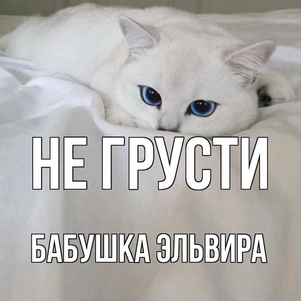Открытка на каждый день с именем, Бабушка-Эльвира Не грусти белый кот с голубыми глазами на белоснежной кровати Прикольная открытка с пожеланием онлайн скачать бесплатно 