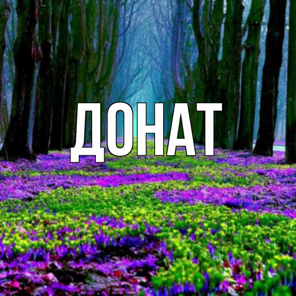 Открытка на каждый день с именем, Донат Главная фиолетовые цветы в лесу 1 Прикольная открытка с пожеланием онлайн скачать бесплатно 