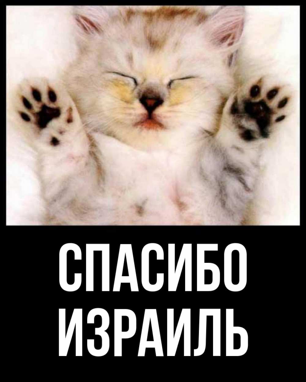 Открытка на каждый день с именем, Израиль Спасибо маленький котенок Прикольная открытка с пожеланием онлайн скачать бесплатно 