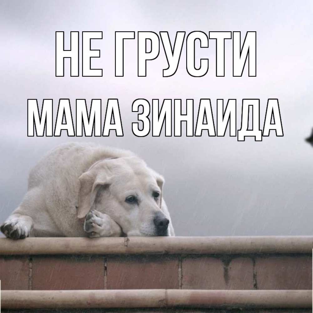 Открытка на каждый день с именем, Мама-Зинаида Не грусти белый пес 1 Прикольная открытка с пожеланием онлайн скачать бесплатно 