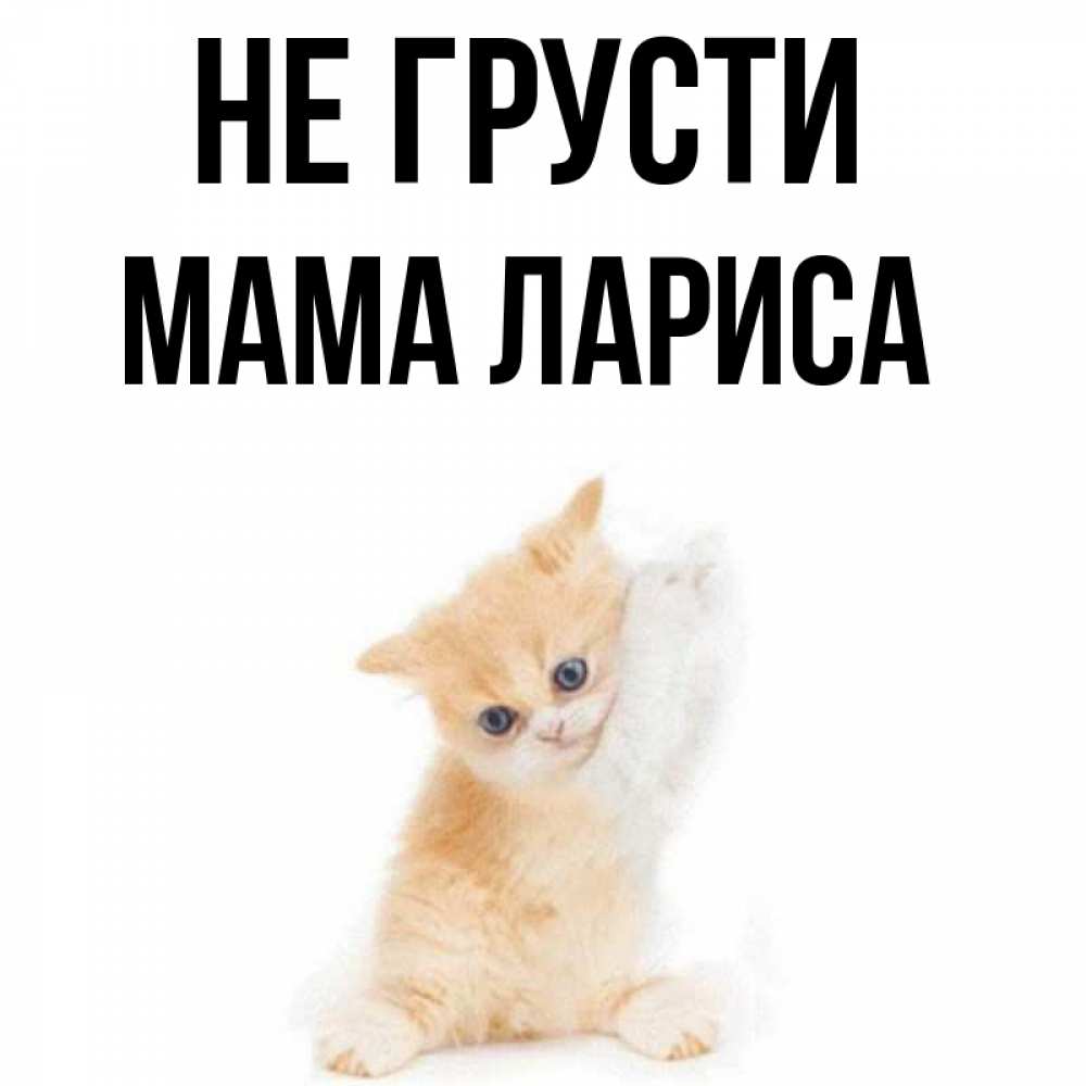 Открытка на каждый день с именем, Мама-Лариса Не грусти просящий кот Прикольная открытка с пожеланием онлайн скачать бесплатно 