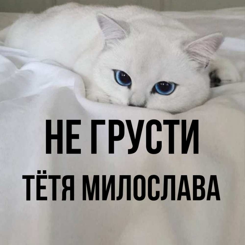 Открытка на каждый день с именем, Тётя-Милослава Не грусти Голубоглазая кошка Прикольная открытка с пожеланием онлайн скачать бесплатно 