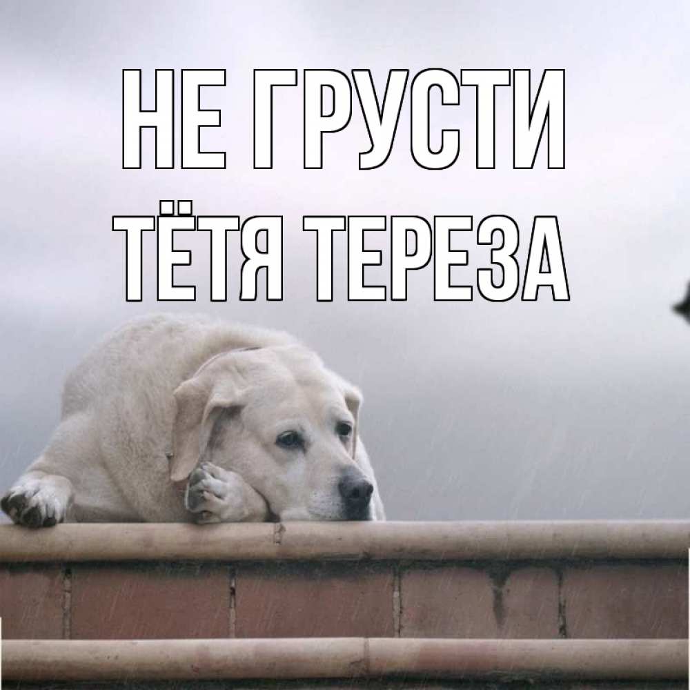 Открытка на каждый день с именем, Тётя-Тереза Не грусти белый пес 1 Прикольная открытка с пожеланием онлайн скачать бесплатно 