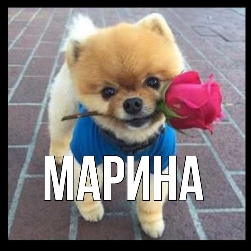 Открытка на каждый день с именем, Марина Главная спасибо и дарю тебе цветок Прикольная открытка с пожеланием онлайн скачать бесплатно 