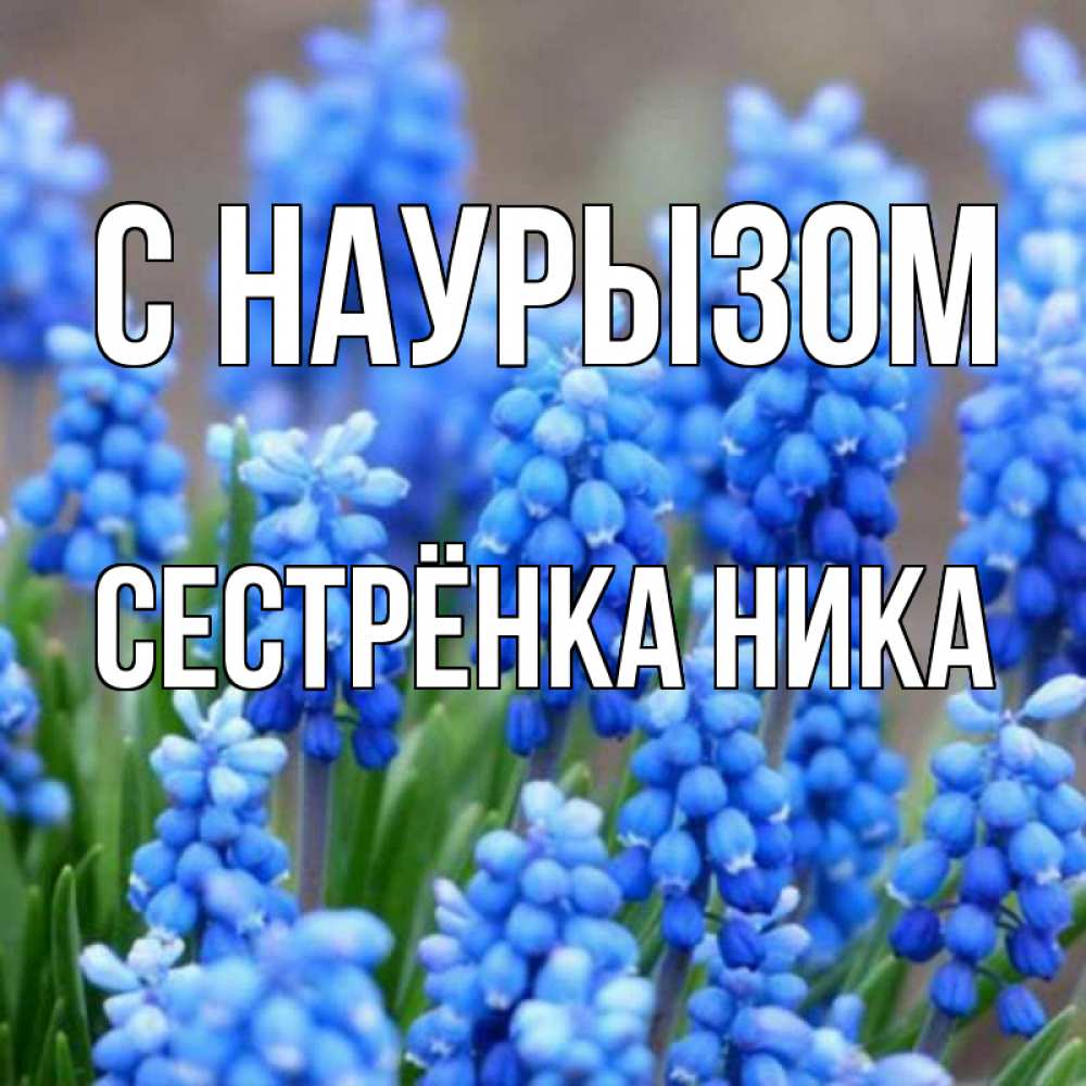 Открытка на каждый день с именем, Сестрёнка-Ника С наурызом Поздравительная открытка для женщин с цветами на праздничную дату Прикольная открытка с пожеланием онлайн скачать бесплатно 