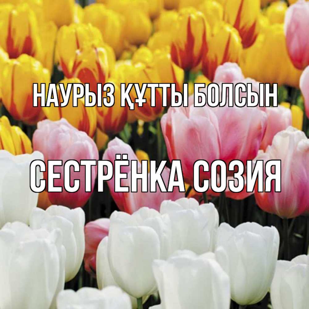 Открытка на каждый день с именем, Сестрёнка-Созия Наурыз құтты болсын разноцветные цветы Прикольная открытка с пожеланием онлайн скачать бесплатно 