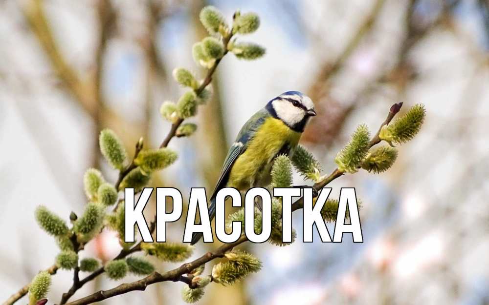 Открытка на каждый день с именем, красотка Главная верба Прикольная открытка с пожеланием онлайн скачать бесплатно 