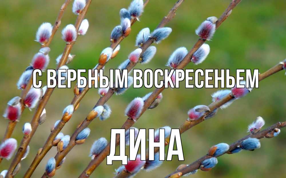 Открытка на каждый день с именем, Дина С вербным воскресеньем верба Прикольная открытка с пожеланием онлайн скачать бесплатно 