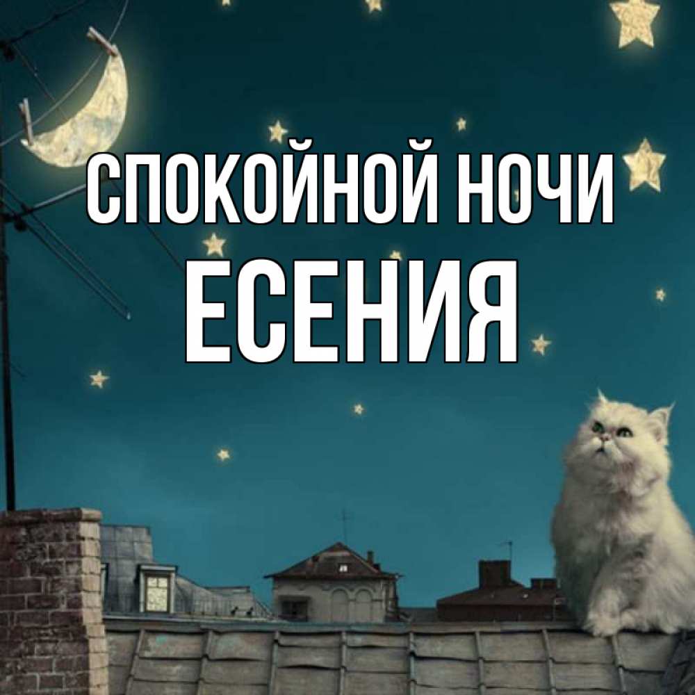 Открытка на каждый день с именем, Есения Спокойной ночи белый кот сидит на крыше Прикольная открытка с пожеланием онлайн скачать бесплатно 
