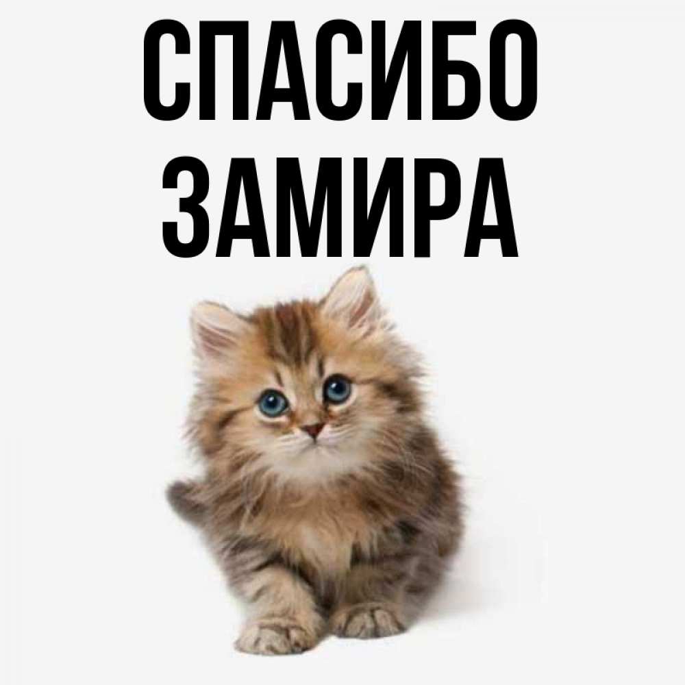 Открытка на каждый день с именем, Замира Спасибо пушистый котик Прикольная открытка с пожеланием онлайн скачать бесплатно 