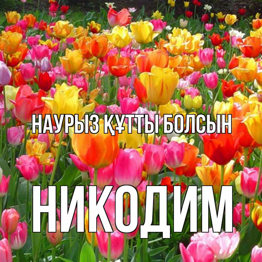 Открытка на каждый день с именем, Никодим Наурыз құтты болсын на наурыз  ура ура Прикольная открытка с пожеланием онлайн скачать бесплатно 