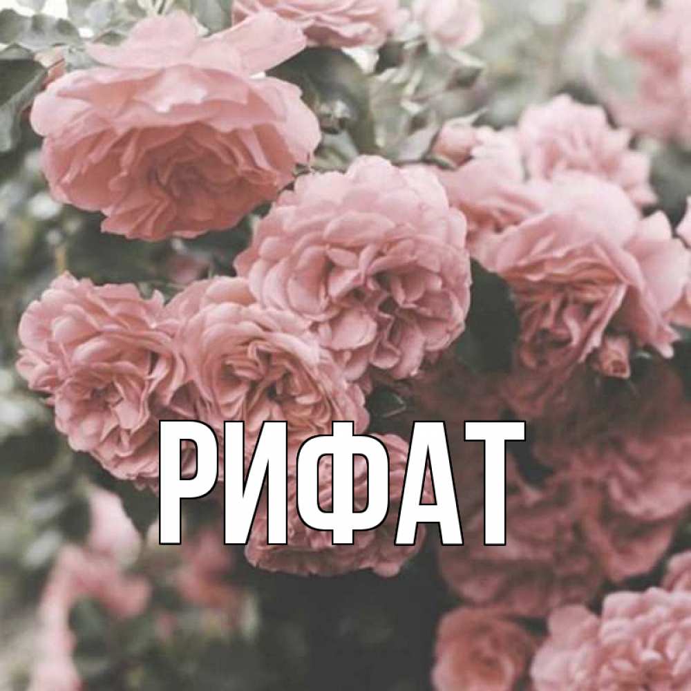 Открытка на каждый день с именем, Рифат Главная розы 3 Прикольная открытка с пожеланием онлайн скачать бесплатно 