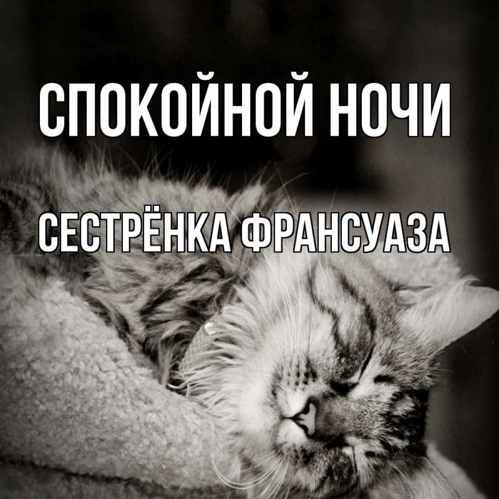 Открытка на каждый день с именем, Сестрёнка-Франсуаза Спокойной ночи котярик пушистый Прикольная открытка с пожеланием онлайн скачать бесплатно 