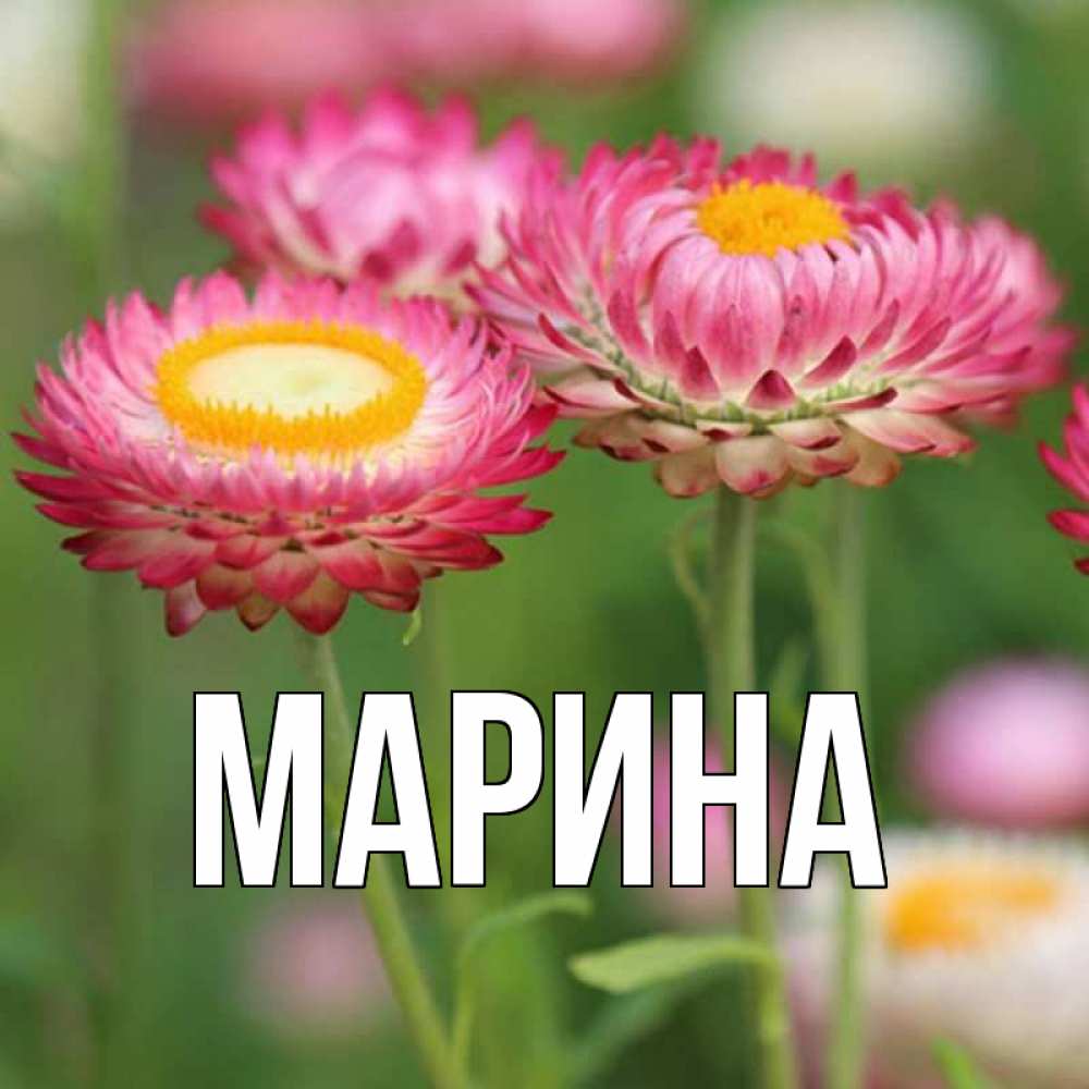 Открытка на каждый день с именем, Марина Главная подарок на международный женский день Прикольная открытка с пожеланием онлайн скачать бесплатно 