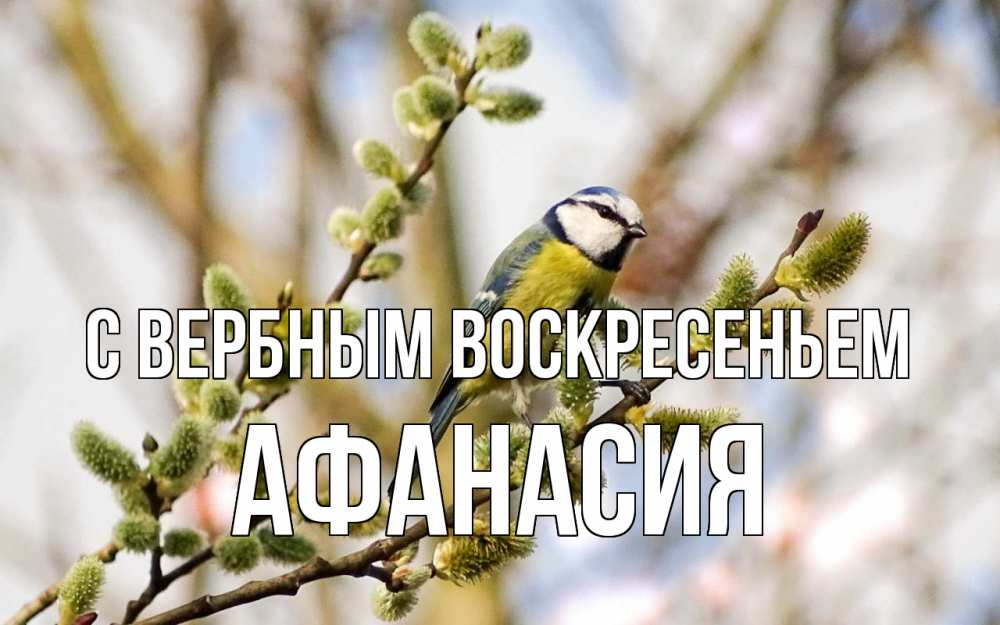 Открытка на каждый день с именем, Афанасия С вербным воскресеньем верба Прикольная открытка с пожеланием онлайн скачать бесплатно 