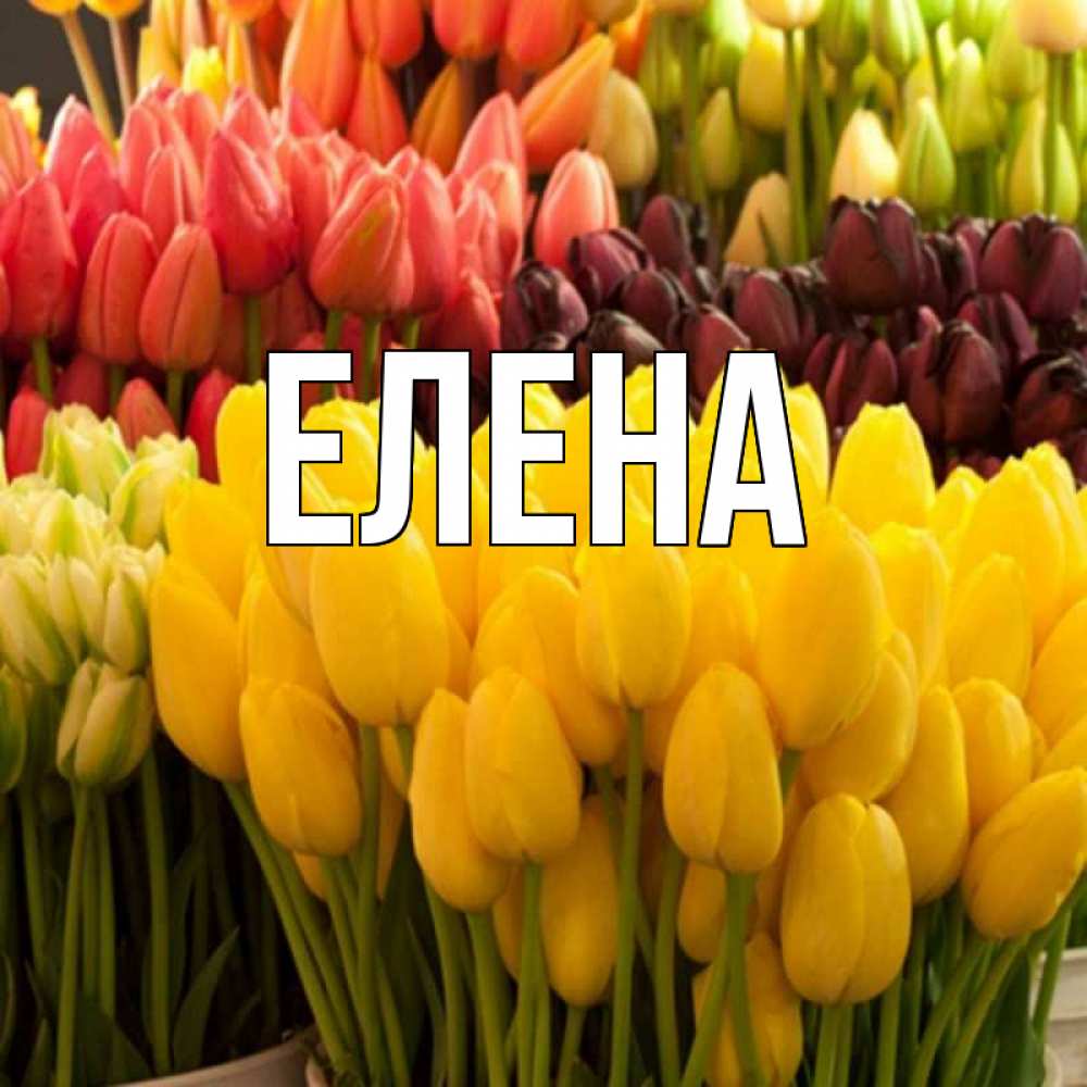 Открытка на каждый день с именем, Елена Главная цветы Прикольная открытка с пожеланием онлайн скачать бесплатно 