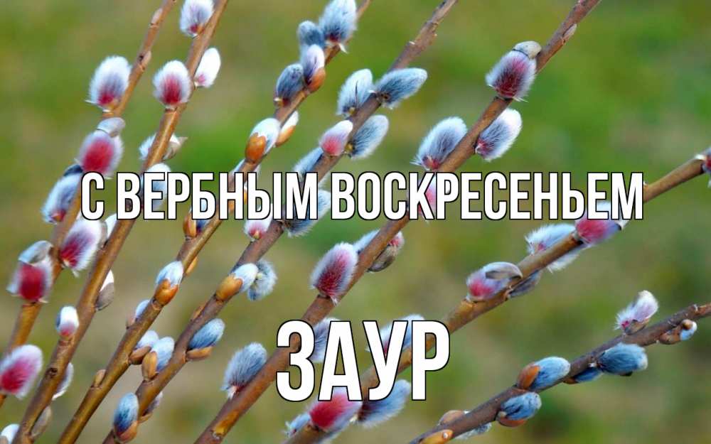 Открытка на каждый день с именем, Заур С вербным воскресеньем верба Прикольная открытка с пожеланием онлайн скачать бесплатно 